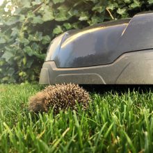 Die tödliche Gefahr im Garten