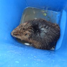 BUND Naturschutz rettet Jungbiber