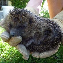 Endspurt für den Igel
