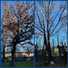 Stadt vergibt erneut Chance auf Baumerhalt