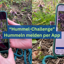 Hummeln melden per App