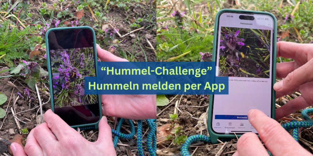 Hummeln melden per App