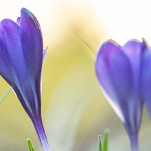 Frühjahrsputz im Garten hat noch Zeit
