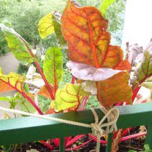 So klappt es mit dem Grün