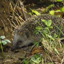 Igel im Garten