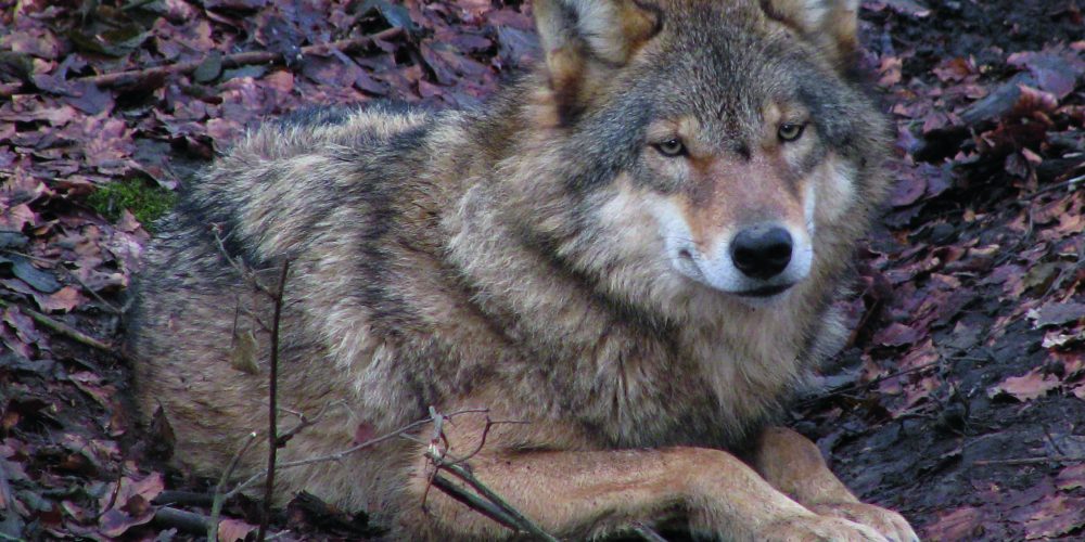 Miniaturansicht-Eintrag