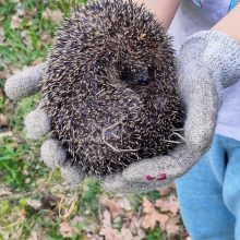 Eine neue Heimat für fünf Igeldamen