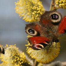 Lasst den Bienen ihre Nahrung