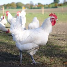 Bio-Aktionswoche setzt auf regionalen Bio-Gockel