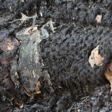 Natur darf in Coronazeiten nicht leiden