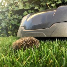 Die tödliche Gefahr im Garten