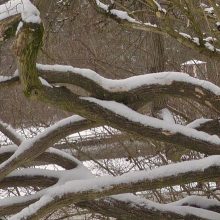 Vögel richtig füttern