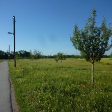 Salamitaktik gegen Koalitionsvertrag und Klimaschutz