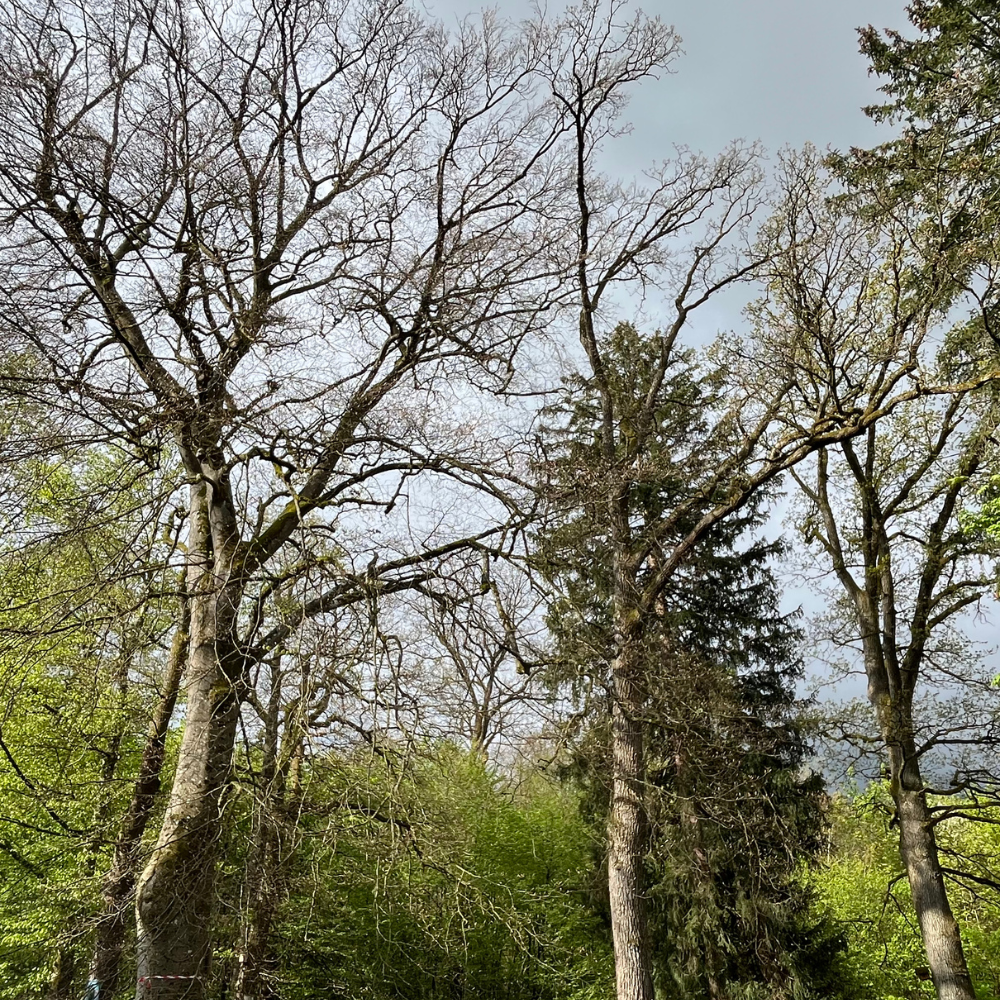 Aktion in der Ami-Siedlung