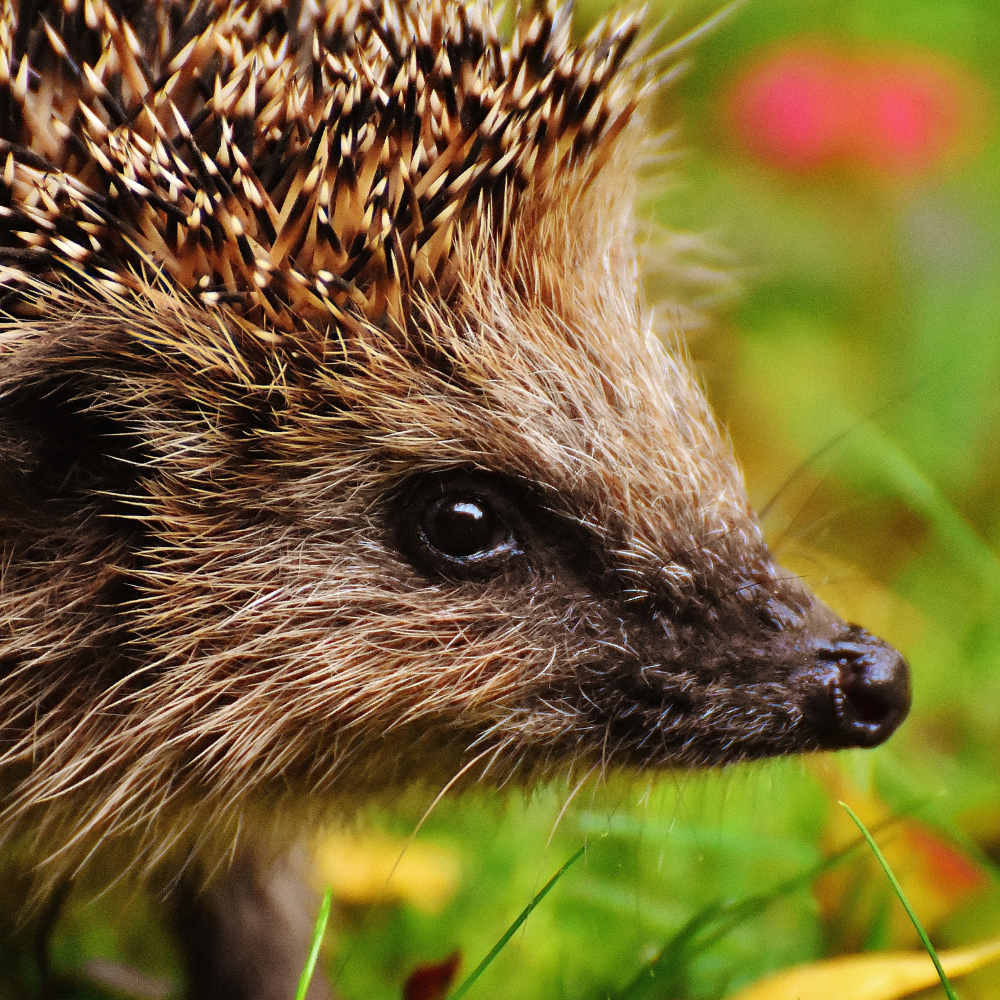 Erste Igel wachen auf &#8211; so können Sie helfen