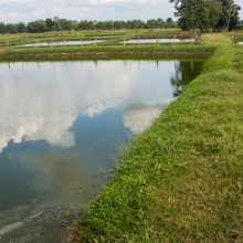 Karfreitag nachhaltig genießen: Heimischer Bio-Fisch statt Importware