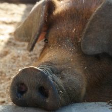 Sendung Februar 2019: Landwirtschaft heute – Eine Welt zwischen Futtertrog und EU-Agrarpolitik