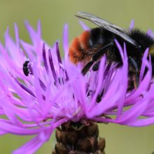 Initiative Bienenheld*in