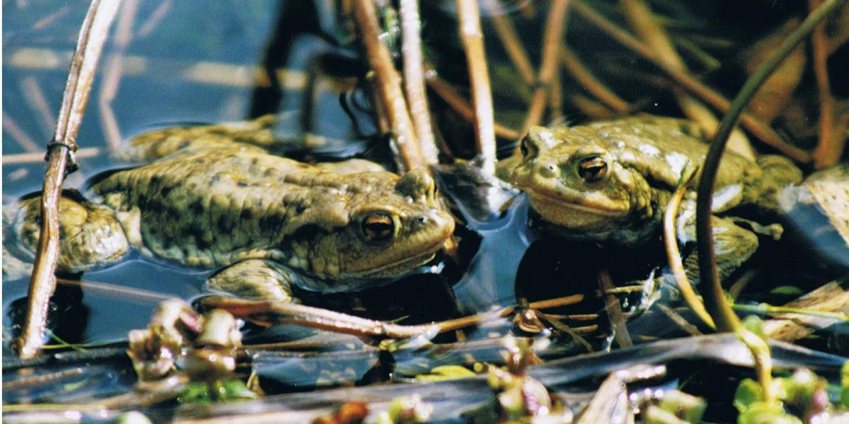 Amphibien in München