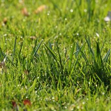 Stadtrat stimmt für Grünflächenbegehren &#8211; Ein Startschuss, dem weitere Schritte folgen müssen