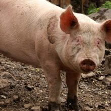 Sendung Februar 2018 – Landwirtschaft heute: Zwischen Massentierhaltung und Bio-Genuss