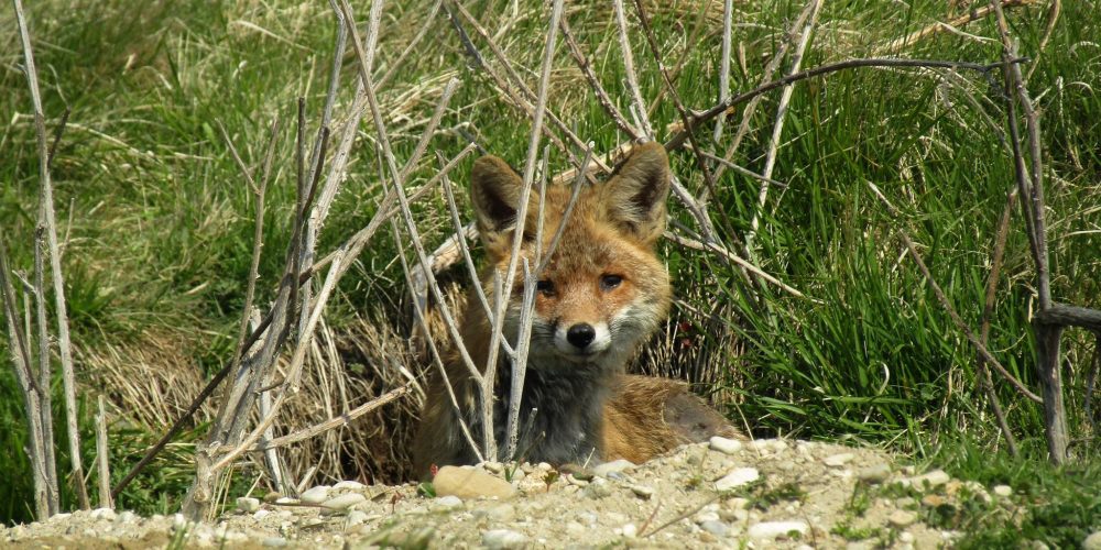 Miniaturansicht-Eintrag