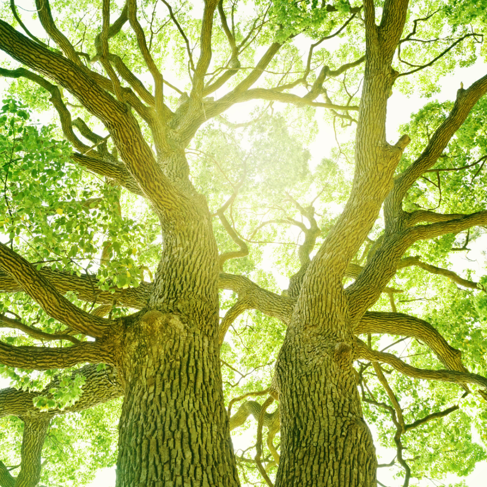 Nächstes Treffen des AK Baumschutz