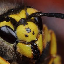 Umweltbundesamt rät ab von Wespengiften