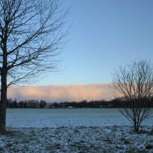 Abgehärtete Bäume überleben besser