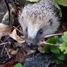 Gutes für das Stacheltier
