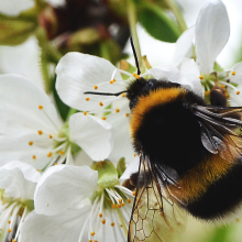 Hummel-Challenge: Hummeln in München entdecken und bestimmen
