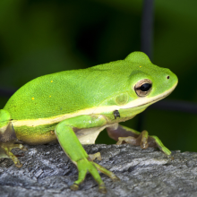 Kletterfrösche am Rande der Stadt