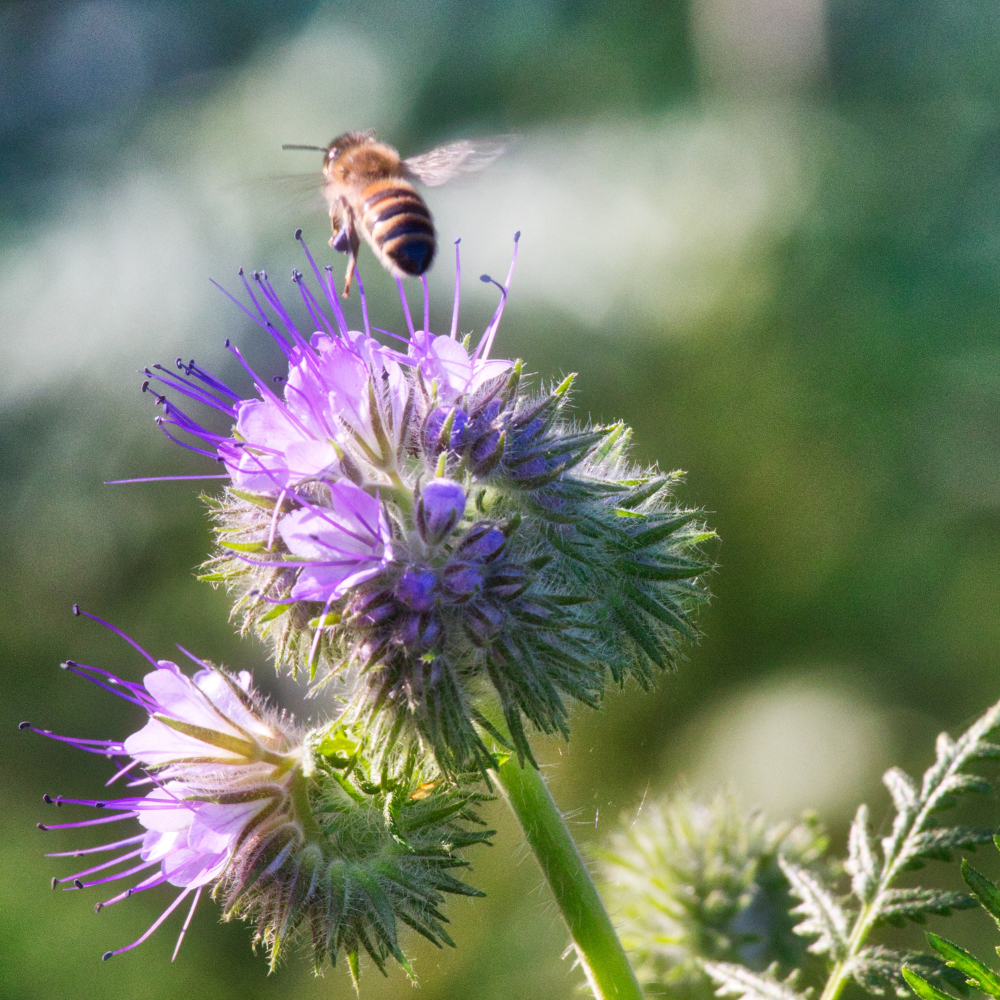 Weltbienentag und Internationaler Tag der biologischen Vielfalt
