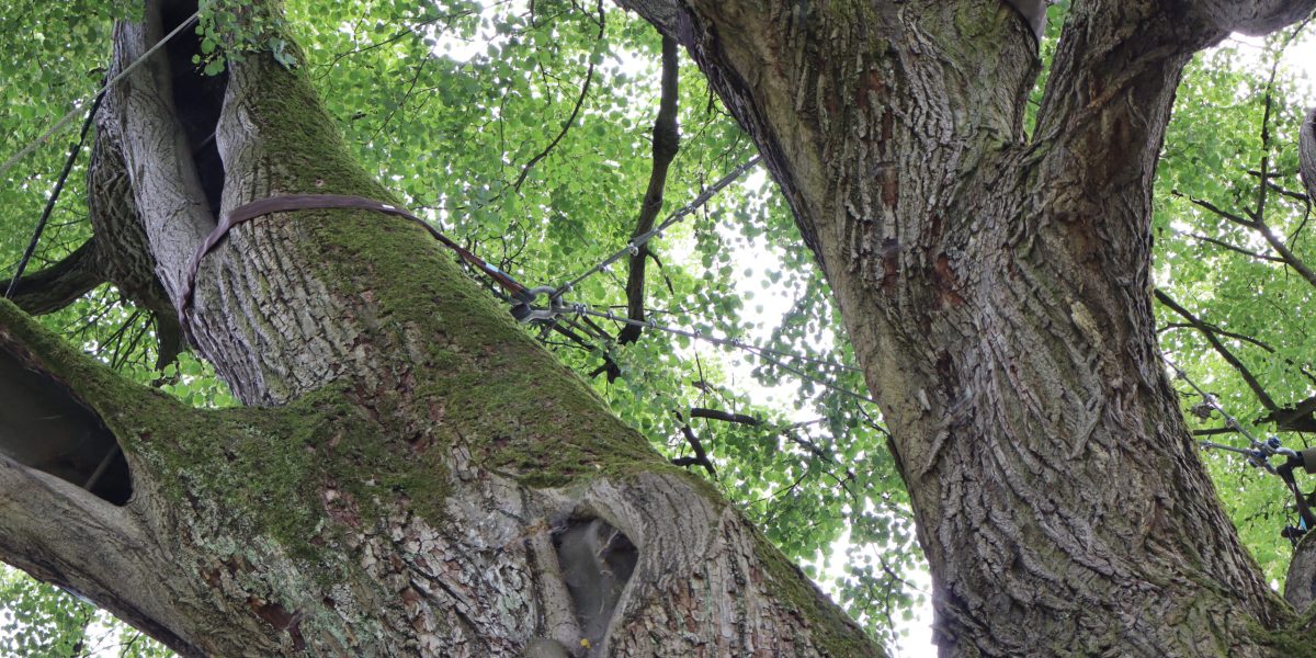 AK Baum- und Gehölzschutz