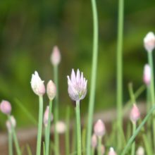 Sendung März 2021: Von winzig bis wuchtig – Ein Frühlingspotpourri zum Start in die Gartensaison