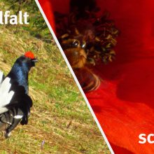 Sendung Januar 2019: Vom Birkhahn zur Biene – Artenvielfalt schützen