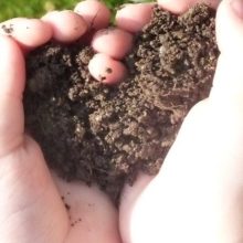 Nur torffreie Gartenerde verwenden