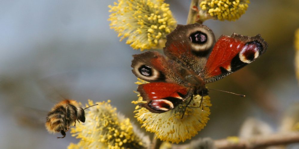 Miniaturansicht-Eintrag