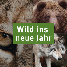 Sendung Januar 2023: Wild ins neue Jahr