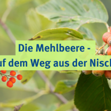 Sendung April 2024: Die Mehlbeere – auf dem Weg aus der Nische