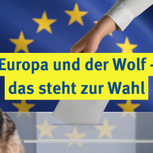 Sendung Mai 2024: Europa und der Wolf – das steht zur Wahl