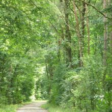 Sendung Juni 2018 – Leben im Wald