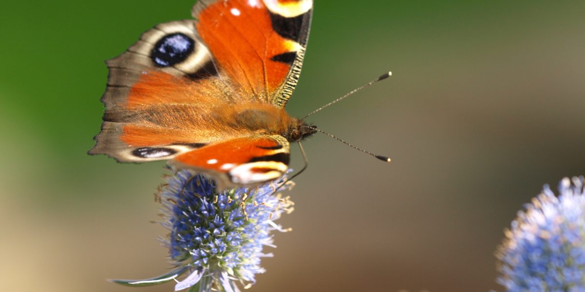 Nachhaltiges Gärtnern