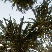 Sendung Juni 2019: Unter Ulmen – macht der Wald die Flatter?