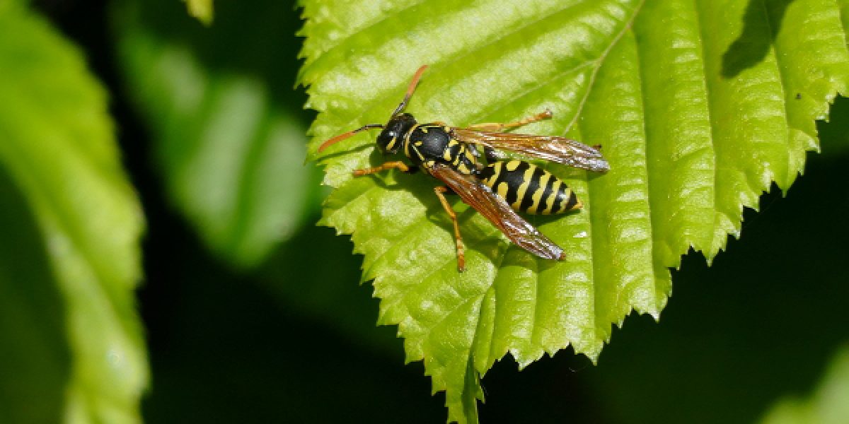 AK Wespen- und Hornissenberater*innen