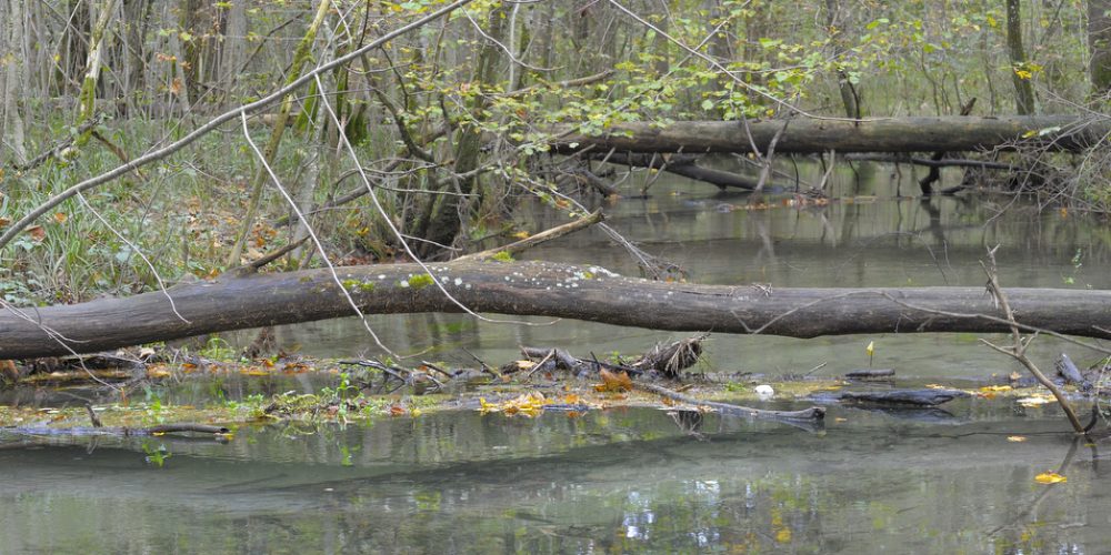 Miniaturansicht-Eintrag