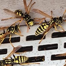 Endspurt für viele Wespenarten