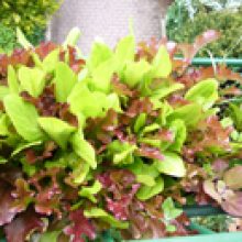 Sendung April 2017 – Frühjahr Garteln