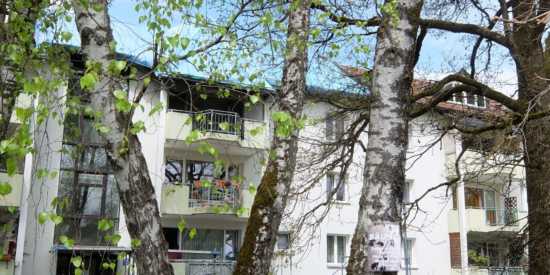 Birkengruppe entlang der Führung zu den geplanten Bauplätzen