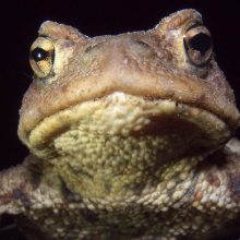BUND Naturschutz sucht Helferinnen und Helfer für den Schutz von Fröschen und Kröten
